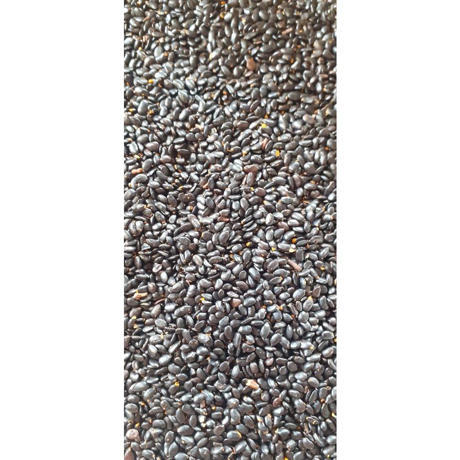 500 gram hạt giống keo tai tượng trồng rừng, lấy gỗ, cải tạo đất