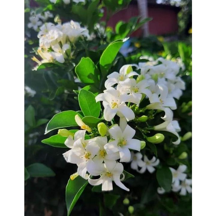 Cây hoa nguyệt quế đang nụ