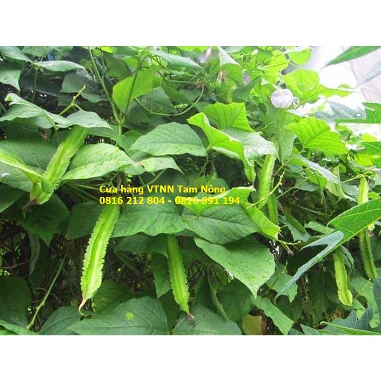 HẠT GIỐNG ĐẬU RỒNG - ĐẬU KHẾ _KL. 5 GRAM