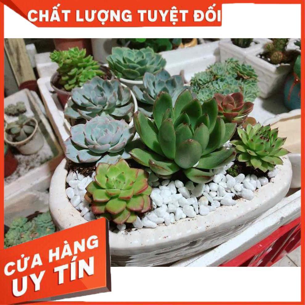 Chậu sen đá mix sẵn Nhiều Người Mua