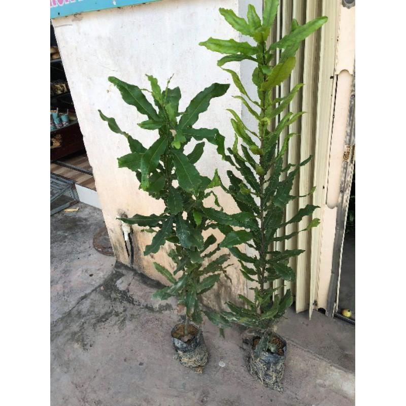 Cây Giống Mắc Ca cam kết chất lượng