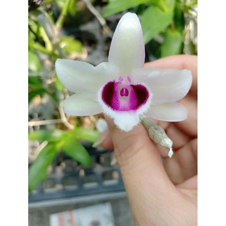 Hoa phong lan phi điệp lá mít gieo hạt