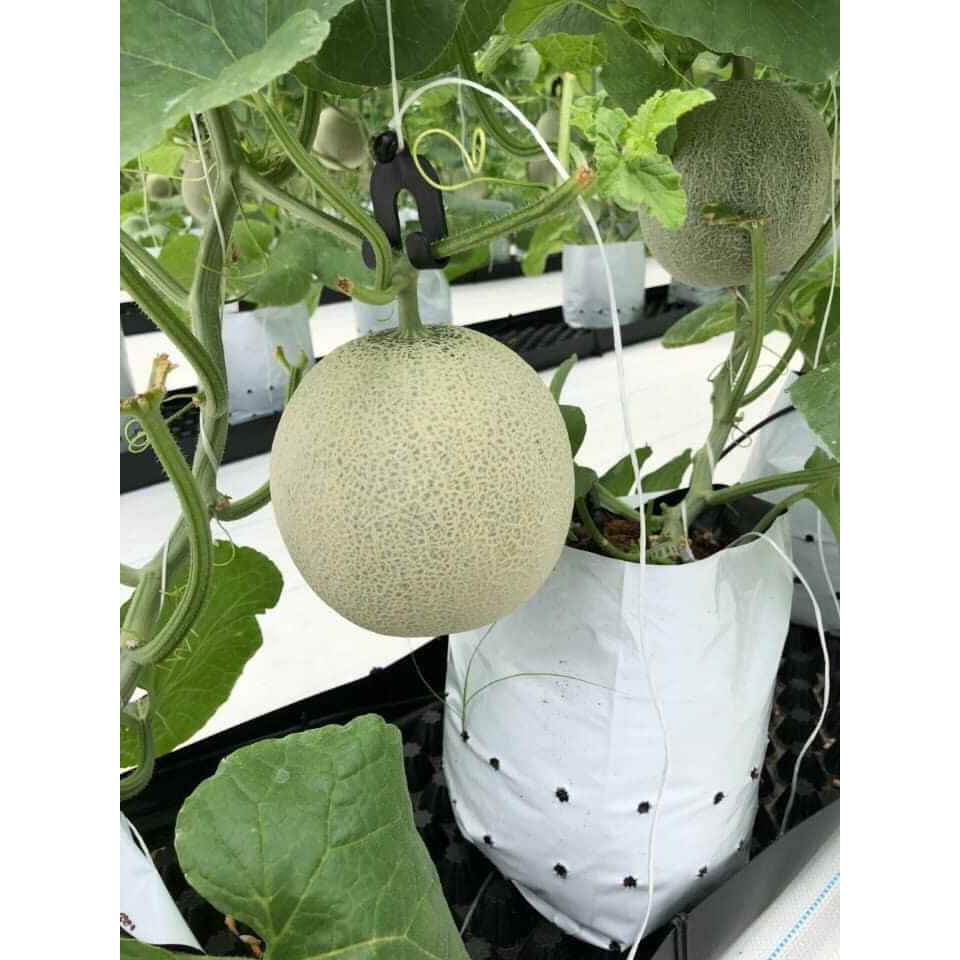 Bộ 10 Móc Treo Dưa Lưới - Móc Treo Trái Dưa Lưới bền, tiện lợi, tạo cuốn trái chữ T đẹp, có thể sử dụng nhiều mùa vụ VTNN Nông Điền Trang