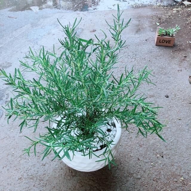 Chậu Hương Thảo