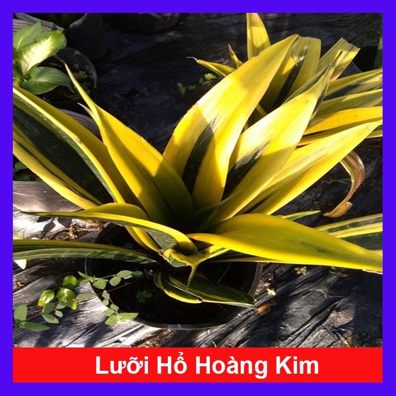 Cây Lưỡi Hổ Hoàng Kim - cây cảnh để bàn + tặng phân bón cho cây
