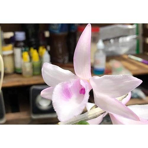 Cốc lan phi điệp đột biến 5 cánh HỒNG NHẬT HẠ, hoa cực đẹp, cực hiếm, hàng gieo hạt, cây y hình