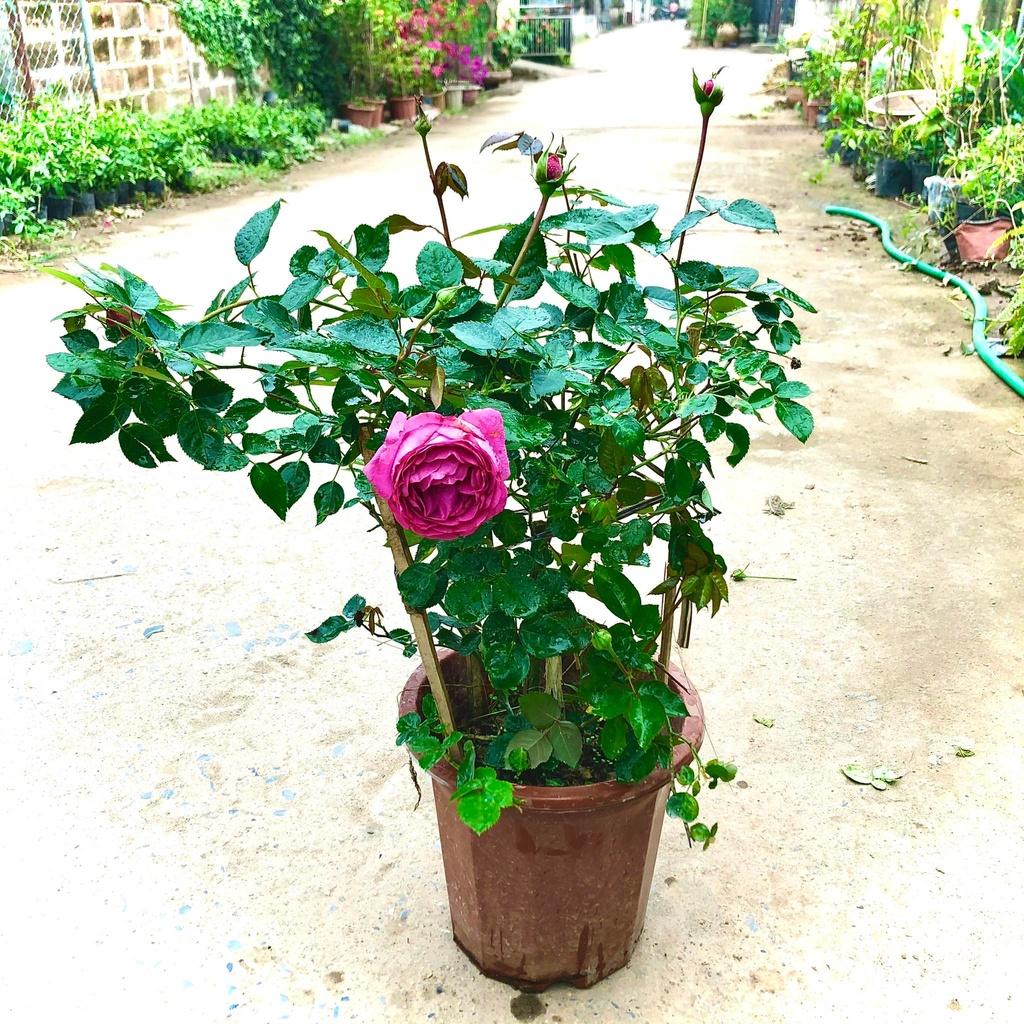 Cây hoa hồng Lafont trưởng thành đang nụ và hoa cao 60-70cm