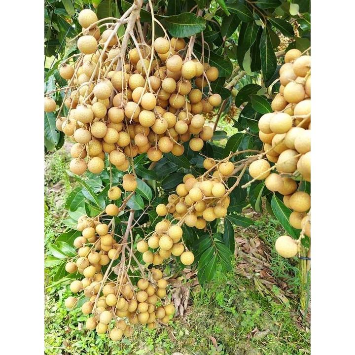 Cây giống nhãn tiêu siêu sai