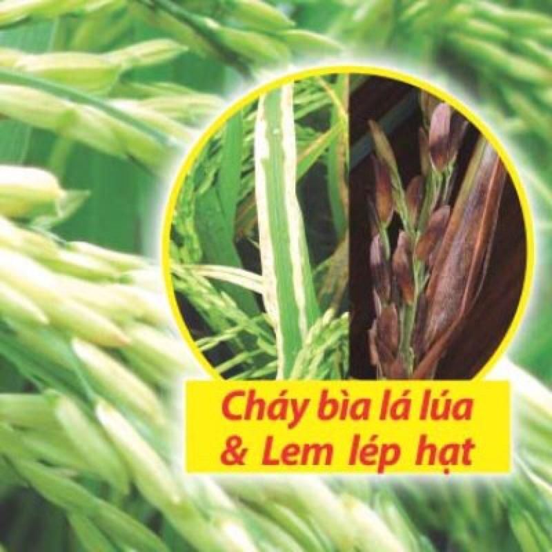 100SL 20ml thuốc trừ bệnh hữu cơ đặc trị vi khuẩn