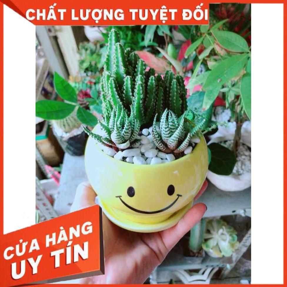 Chậu Xương Rồng Thanh Sơn + Móng Rồng Nhiều Người Mua