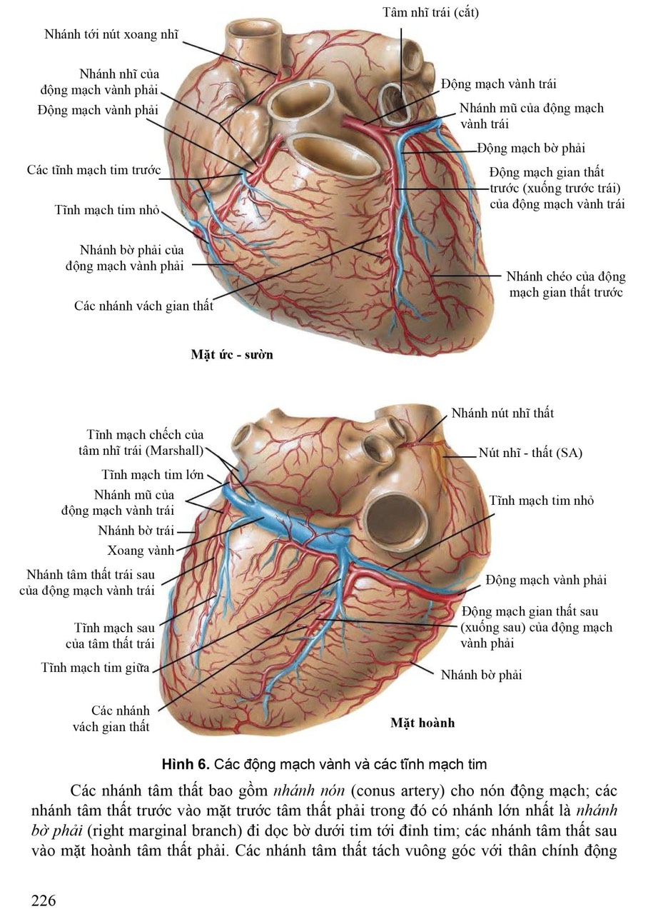 BENITO - Giải phẫu người (2023)