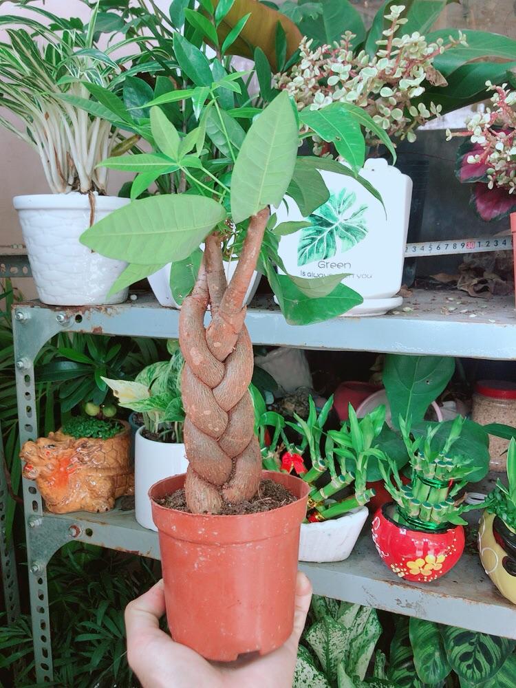 Kim Ngân Thắt Bính 3 Thân