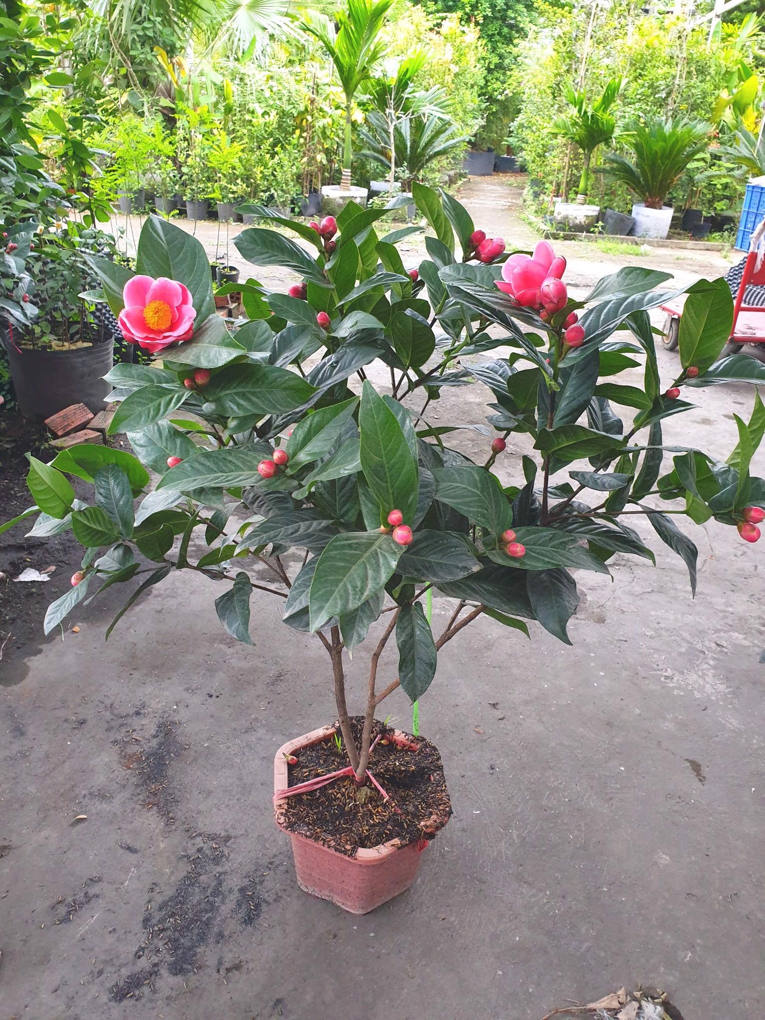 Hoa hải đường - CHẬU LỚN, ĐANG NỤ, CHƠI TẾT