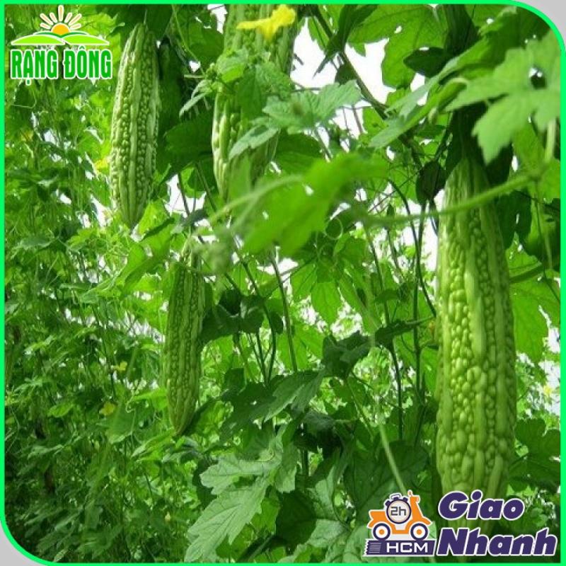 Hạt giống Khổ Qua Mỡ Trái Dài Chịu Nhiệt Tốt, Sinh Trưởng Khỏe, Trồng Quanh Năm - Hạt giống Rạng Đông