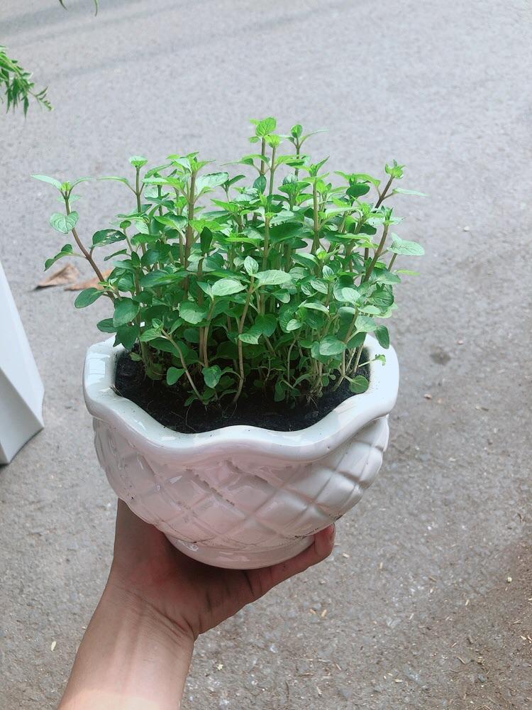 Chậu Cây Bạc Hà