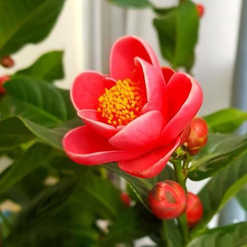 Hoa hải đường - CHẬU LỚN, ĐANG NỤ, CHƠI TẾT