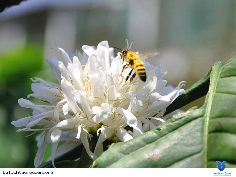 Mật ong nuôi đặc sản Kon Tum (hoa cà phê)  - 1 lít