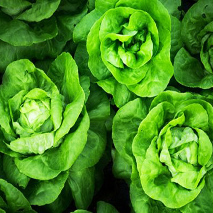 Hạt giống Phú Nông xà lách búp thảo nguyên No.10 (2g/gói) | Lettuce Butterhead