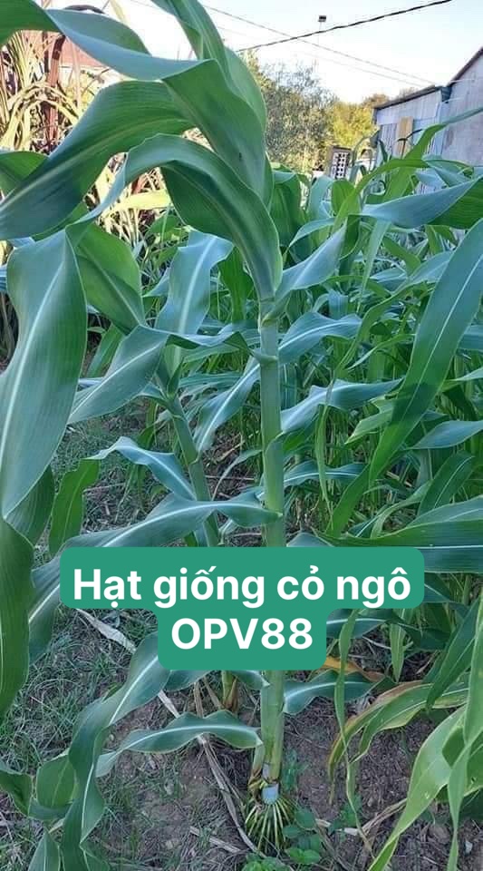 Combo 3 loại hạt giống cỏ chăn nuôi