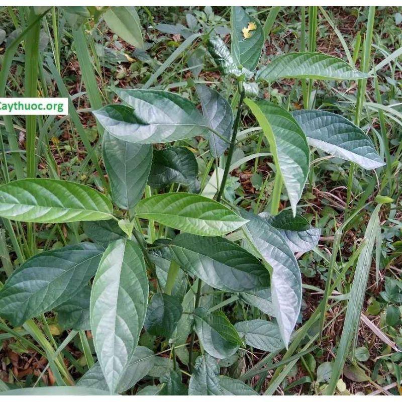 Cây Giống Mật Gấu