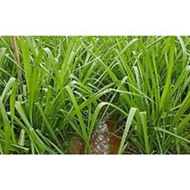 Hạt giống cỏ xả chịu ngập UBON Paspalum - gói 200g