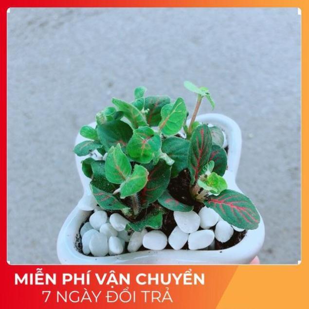 Chậu Cẩm Nhung Xanh