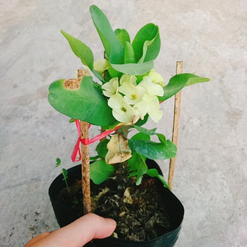 Xương Rồng Bát Tiên - cây cảnh để bàn + tặng phân bón cho cây