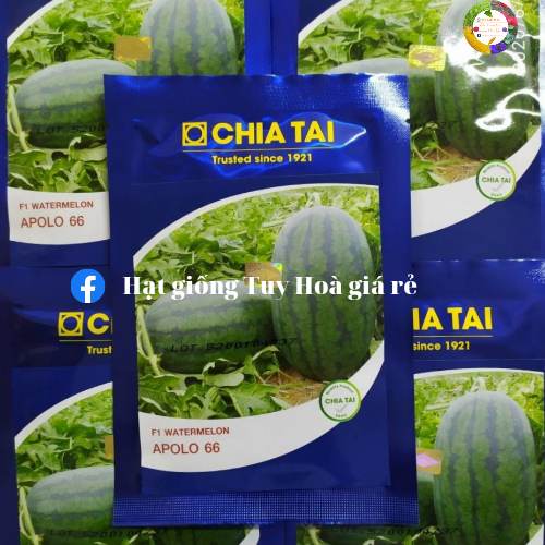 Hạt giống dưa hấu Apolo 66 lai F1 gói 20 gram