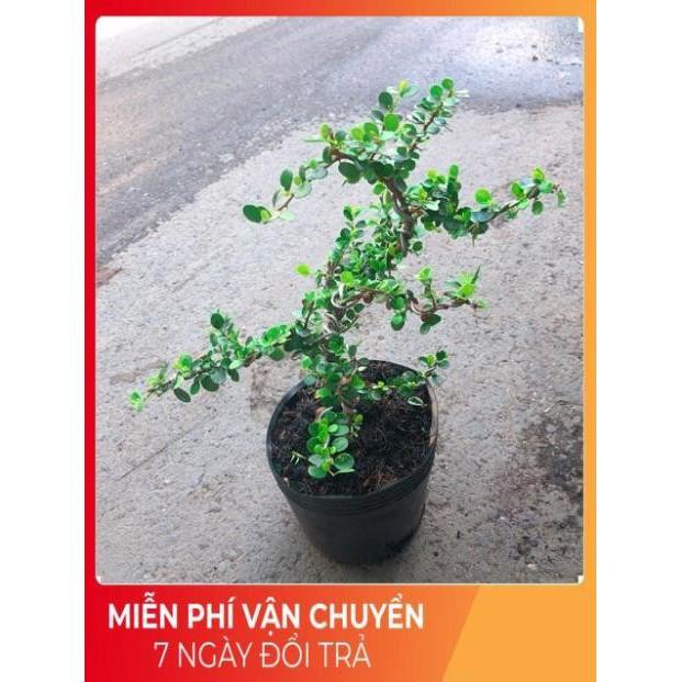 Linh Sam Núi Bonsai