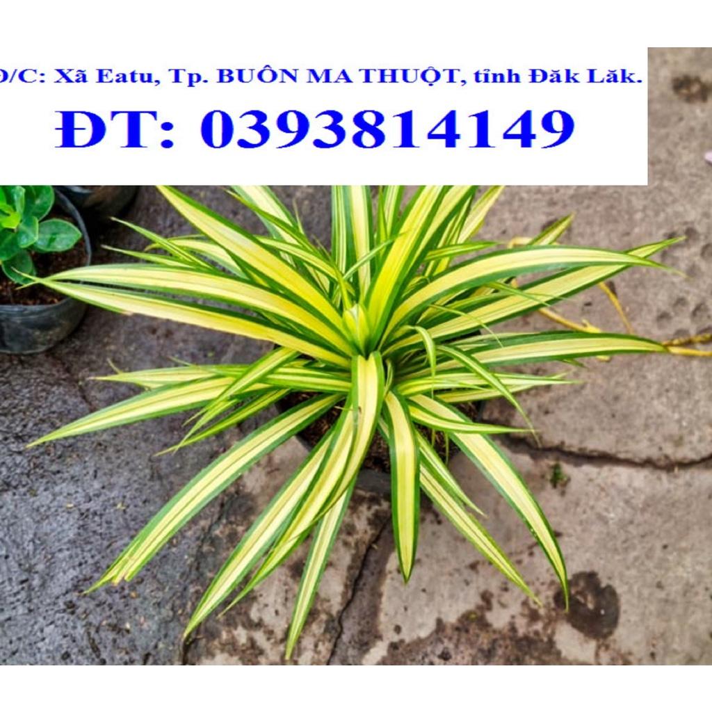 CÂY GIỒNG DỨA VẠN PHÁT - CÂY PHONG THỦY. *