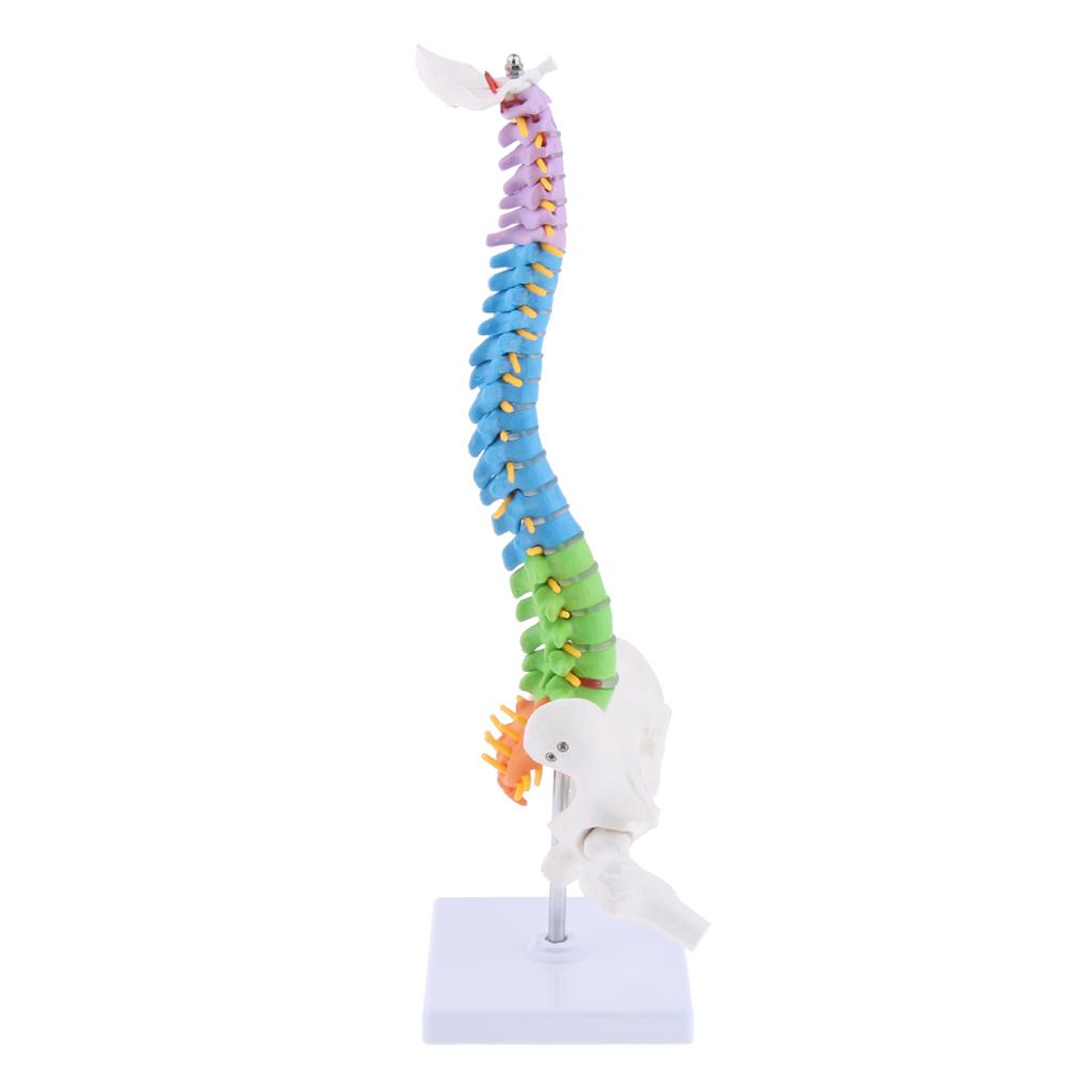 Human Vertebral Column with Pelvis Skeleton Model Medical Anatomical Spine