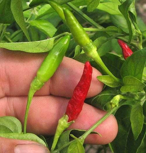 Cây Ớt Hiểm