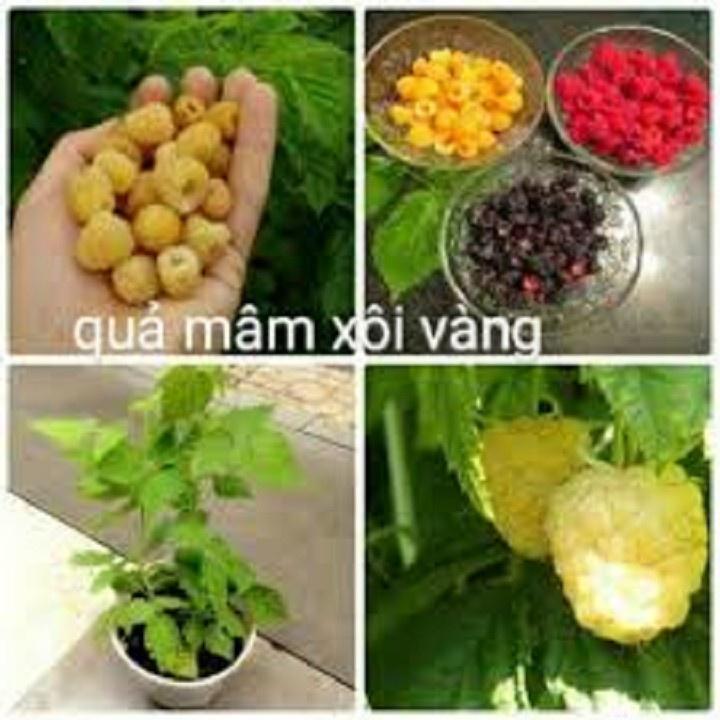 CÂY GIỐNG MÂM XÔI VÀNG CÂY NHỎ
