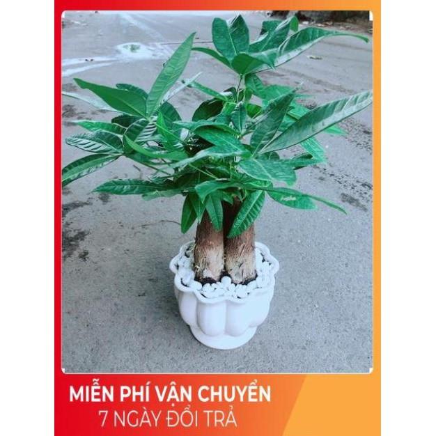 Chậu Kim Ngân 3 Thân Size Lớn