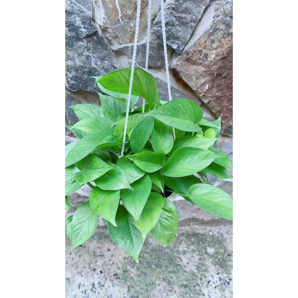 Chậu Trầu Bà Thái Xanh