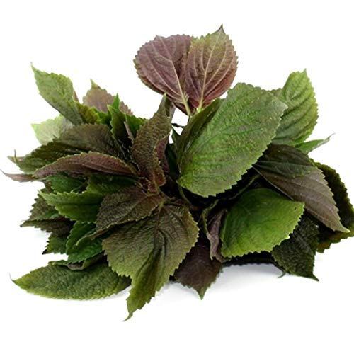 Hạt giống Rau Tía Tô, đóng gói 1gr