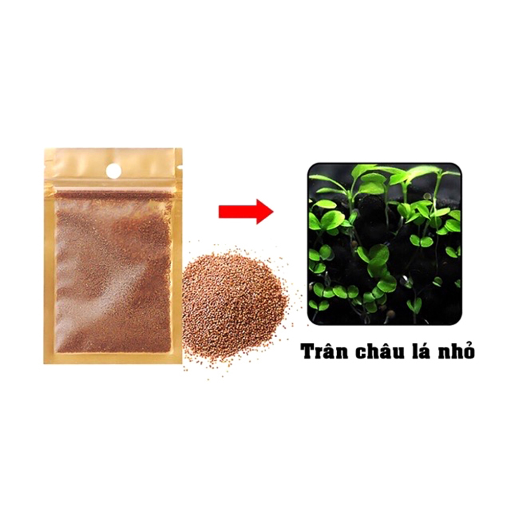 Hạt giống thủy sinh, cây thủy sinh (trân châu ngọc trai, ngưu mao chiên, cỏ tình yêu, cỏ may mắn)