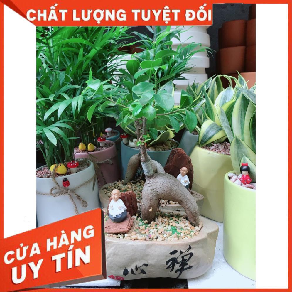 Chậu cây si bonsai