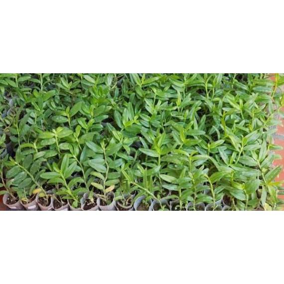 Phi điệp lai hồng ngọc cây giống