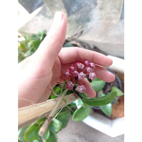 Cẩm cù Carnosa red
