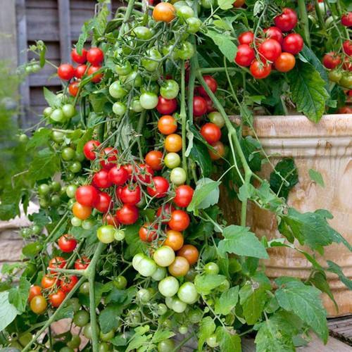 Cà chua cherry đỏ lùn F1 - cây lùn gói 20hạt