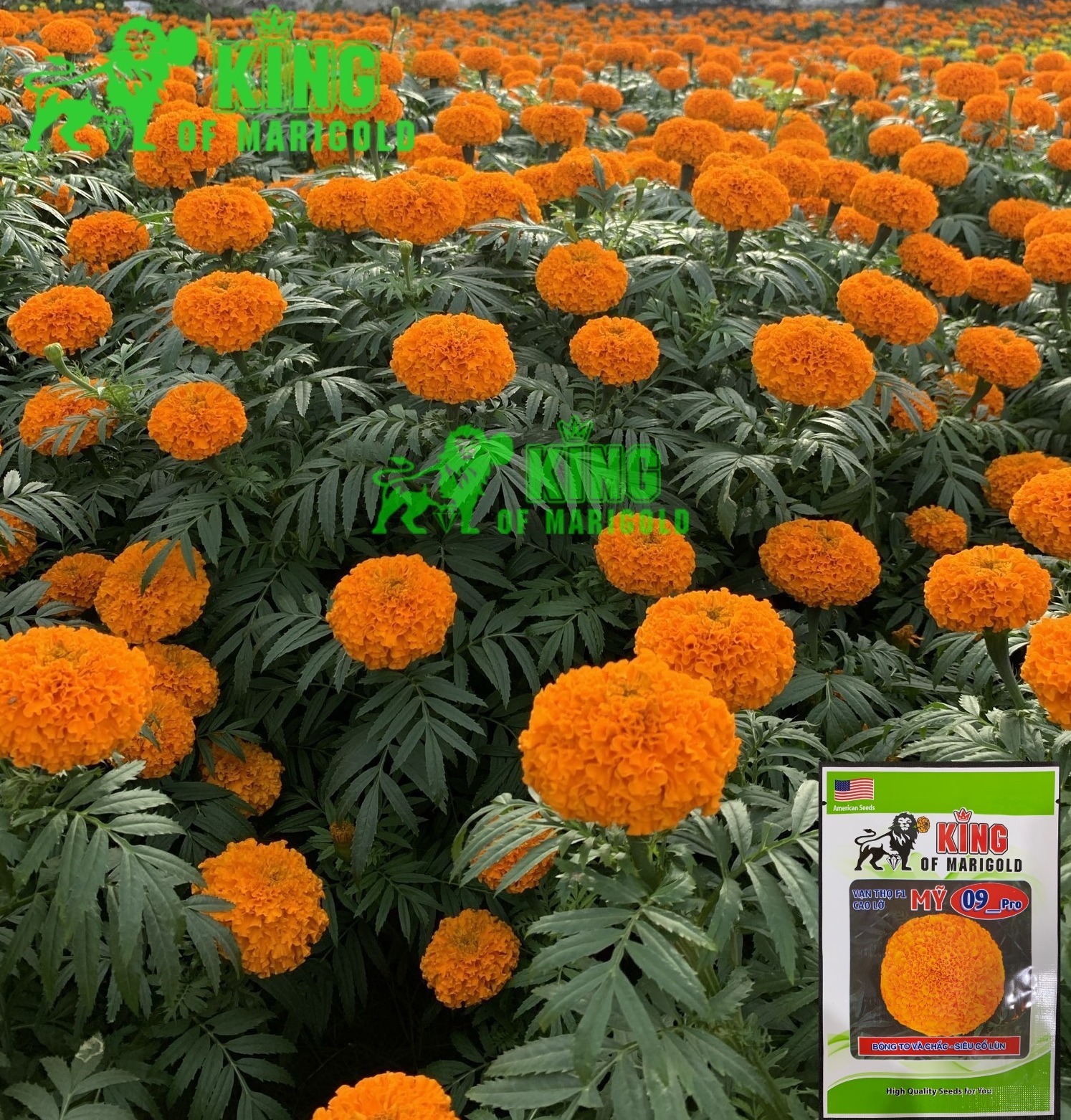 Hạt Giống Hoa Vạn Thọ 09 Pro