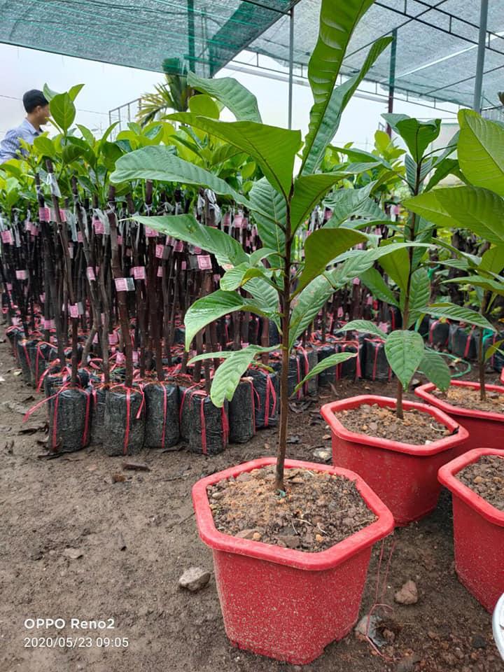 Cây Hồng Xiêm Ruột Đỏ Khổng Lồ