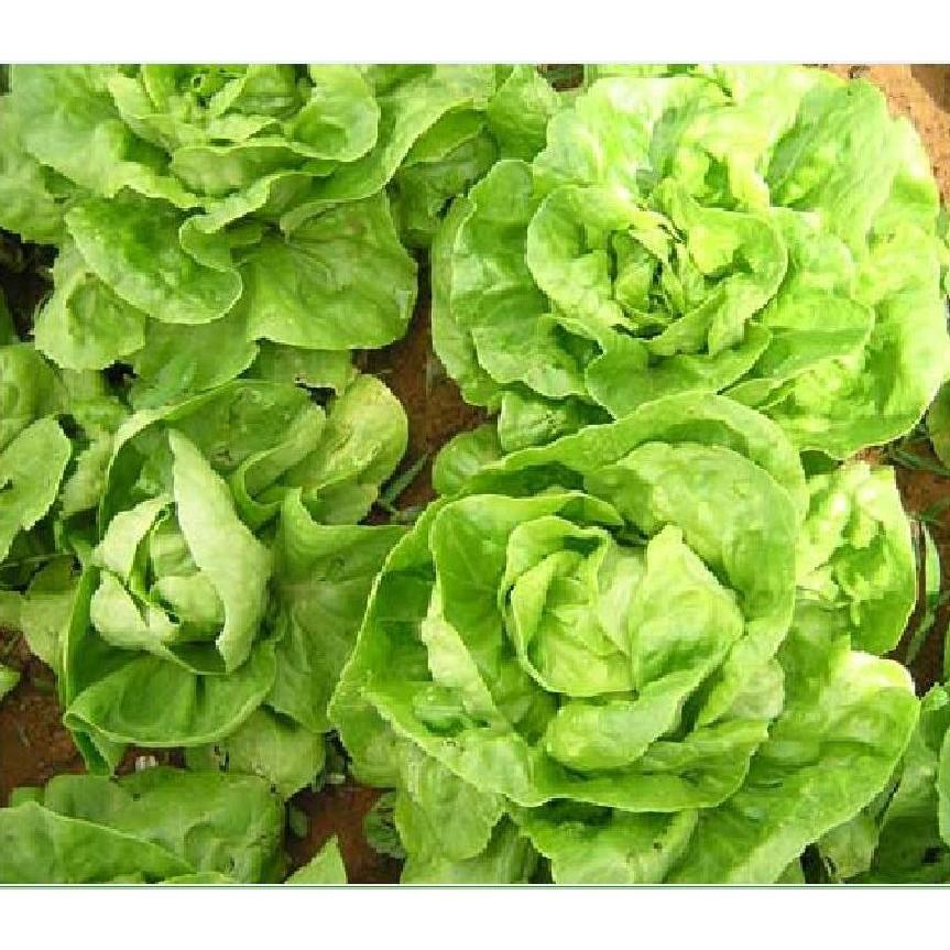 Hạt Giống Xà lách đăm xanh