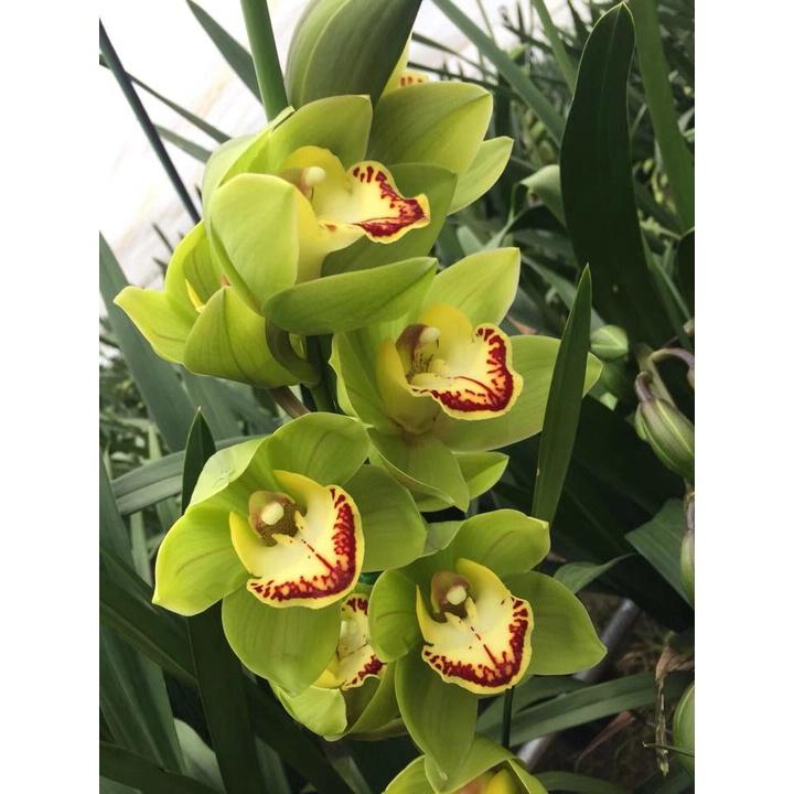 Củ giống hoa địa lan santo hoa màu xanh - 1 củ