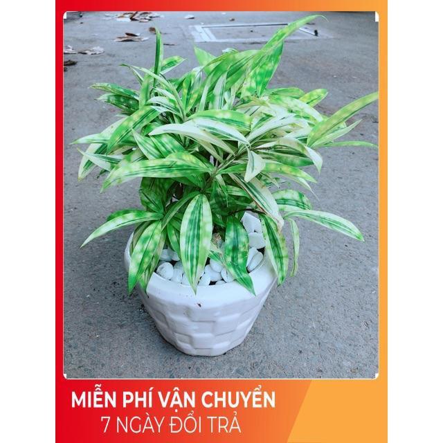 Chậu Trúc Vàng Nhật