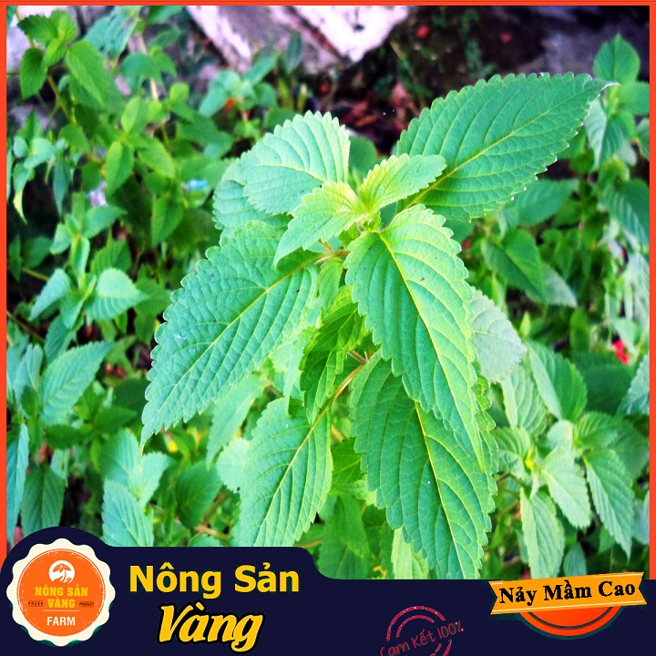 Hạt giống Rau Kinh Giới - Nông Sản Vàng