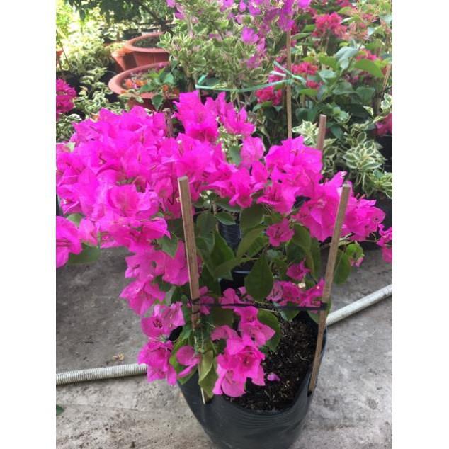 Hoa giấy đỏ hồng siêu bông