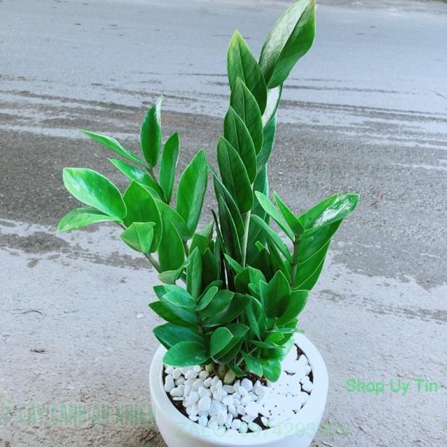 Chậu Kim Tiền