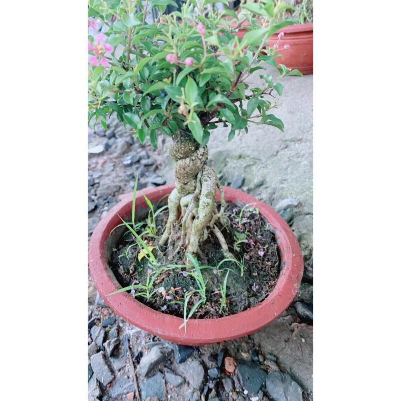 Hình ảnh Hồng Ngọc Mai Bonsai Gốc 4-5cm